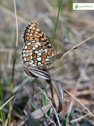 Attēlu rezultāti vaicājumam “Boloria eunomia upperside”