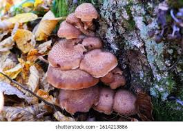 Attēlu rezultāti vaicājumam “Phellinus nigrolimitatus”