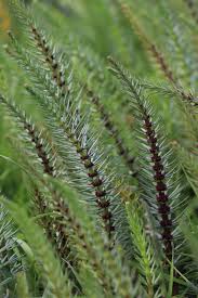 Attēlu rezultāti vaicājumam “Hippuridaceae”