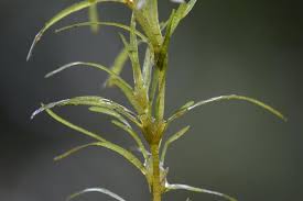 Attēlu rezultāti vaicājumam “Najas flexilis”