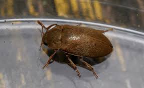 Attēlu rezultāti vaicājumam “Byturus tomentosus”