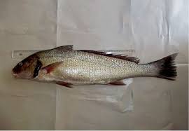 Image result for Umbrina cirrosa