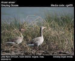 Attēlu rezultāti vaicājumam “Anser anser adult”