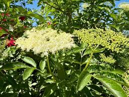 Attēlu rezultāti vaicājumam “Adoxaceae”