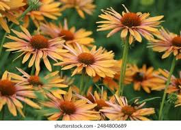 Attēlu rezultāti vaicājumam “Echinacea purpurea bud”