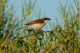 Attēlu rezultāti vaicājumam “Lanius collurio”