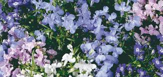 Image result for Lobelia erinus