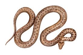 Attēlu rezultāti vaicājumam “Coronella austriaca”