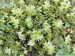 Attēlu rezultāti vaicājumam “Plagiomnium undulatum”