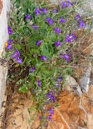 Image result for Campanula moesiaca