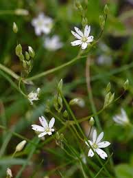 Attēlu rezultāti vaicājumam “Stellaria graminea flower”