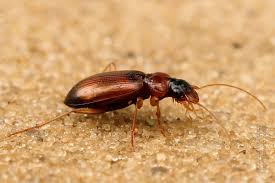 Attēlu rezultāti vaicājumam “Leistus terminatus”