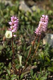 Attēlu rezultāti vaicājumam “Bistorta major flower”