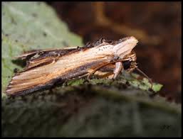 Attēlu rezultāti vaicājumam “Shargacucullia scrophulariae”