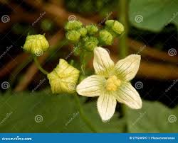 Attēlu rezultāti vaicājumam “Bryonia alba flower”
