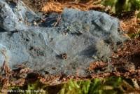 Attēlu rezultāti vaicājumam “Byssocorticium atrovirens”