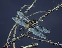Attēlu rezultāti vaicājumam “Libellula quadrimaculata”