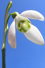 Attēlu rezultāti vaicājumam “Galanthus nivalis”