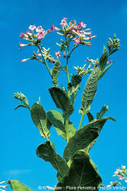 Attēlu rezultāti vaicājumam “Nicotiana tabacum”