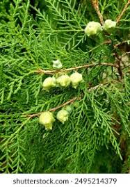 Attēlu rezultāti vaicājumam “Thuja plicata flower”