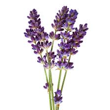 Image result for Lavendel