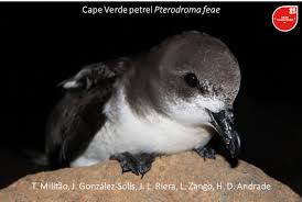 Image result for Pterodroma feae