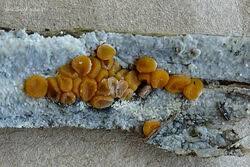 Attēlu rezultāti vaicājumam “Miladina lecithina”