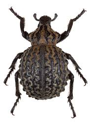 Image result for Brachycerus undatus