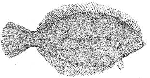 Image result for Pseudopleuronectes americanus