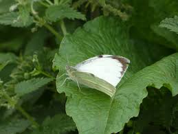 Attēlu rezultāti vaicājumam “Pieris brassicae female”