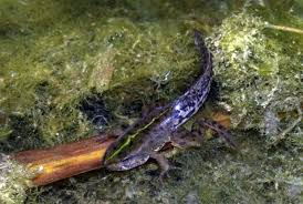 Attēlu rezultāti vaicājumam “Pelophylax juvenile”