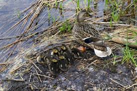 Attēlu rezultāti vaicājumam “Anas platyrhynchos eggs”