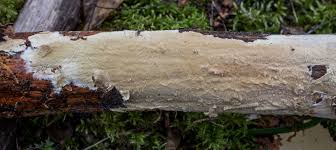 Attēlu rezultāti vaicājumam “Fuligo laevis”