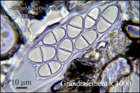 Attēlu rezultāti vaicājumam “Megalaria grossa”