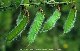 Attēlu rezultāti vaicājumam “Cytisus scoparius fruit”