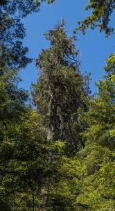 Attēlu rezultāti vaicājumam “Chamaecyparis lawsoniana”