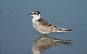 Attēlu rezultāti vaicājumam “Chlidonias hybrida adult”