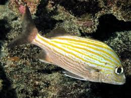 Image result for Haemulon carbonarium