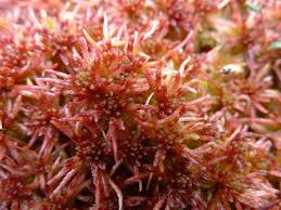 Attēlu rezultāti vaicājumam “Sphagnum russowii”