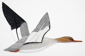 Attēlu rezultāti vaicājumam “Mergus serrator female”