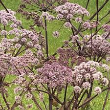 Attēlu rezultāti vaicājumam “Angelica sylvestris leaf”