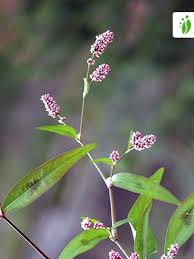 Attēlu rezultāti vaicājumam “Persicaria maculosa leaf”