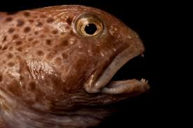 Image result for Anarhichas minor