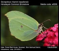 Attēlu rezultāti vaicājumam “Gonepteryx rhamni upperside”