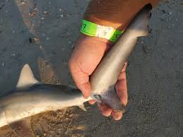 Image result for Rhizoprionodon terraenovae