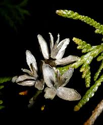 Attēlu rezultāti vaicājumam “Thuja occidentalis flower”