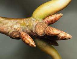 Attēlu rezultāti vaicājumam “Quercus rubra bud”