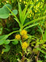 Attēlu rezultāti vaicājumam “Lysimachia thyrsiflora”
