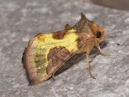 Attēlu rezultāti vaicājumam “Diachrysia tutti”