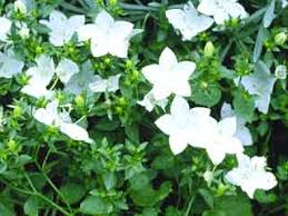 Image result for Campanula isophylla